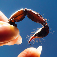 Load image into Gallery viewer, Squid - Cowards