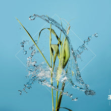 Load image into Gallery viewer, Fergus McCreadie - Stream