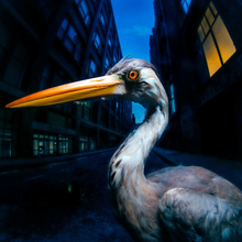 Load image into Gallery viewer, Antony Szmierek - Decoding Birdsong