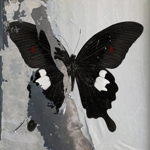 Death Cult - Paradise Now