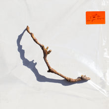 Load image into Gallery viewer, PJ Harvey - I Inside the Old Year Dying
