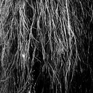 Eraldo Bernocchi, Iggor Cavalera, & Merzbow - Nocturnal Rainforest