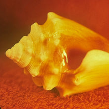 Load image into Gallery viewer, Allah-Las - Sirenas
