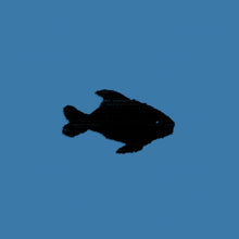 Load image into Gallery viewer, Oxis - Oxis 8
