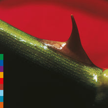 Load image into Gallery viewer, Nusrat Fateh Ali Khan &amp; Michael Brook -  Night Song (30th Anniversary Edition)
