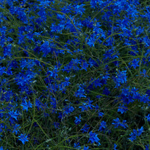 Load image into Gallery viewer, Jefre Cantu-Ledesma - Gift Songs
