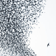 Load image into Gallery viewer, Wilco - Sky Blue Sky
