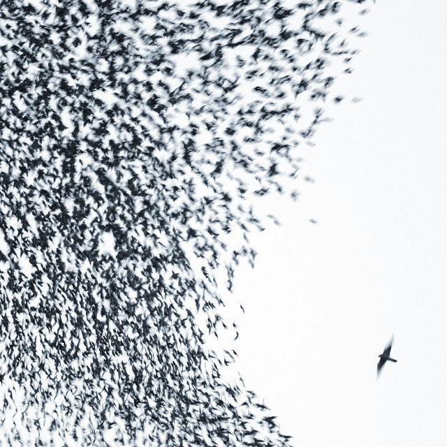 Wilco - Sky Blue Sky