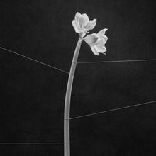 Load image into Gallery viewer, Trentemøller - Dreamweaver
